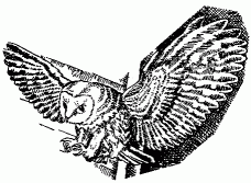 barnowl1.gif