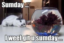 sumday-i-weel-git-u-sumday_.jpg