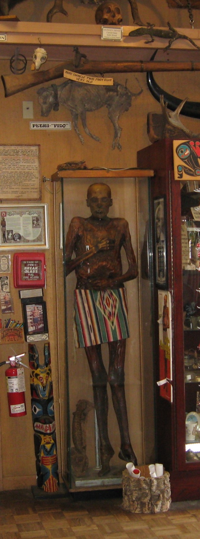 Sylvester: Photo by A.M. Moscoso