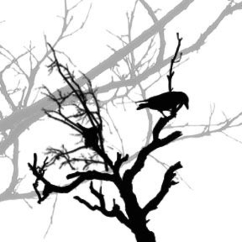 ravenintree